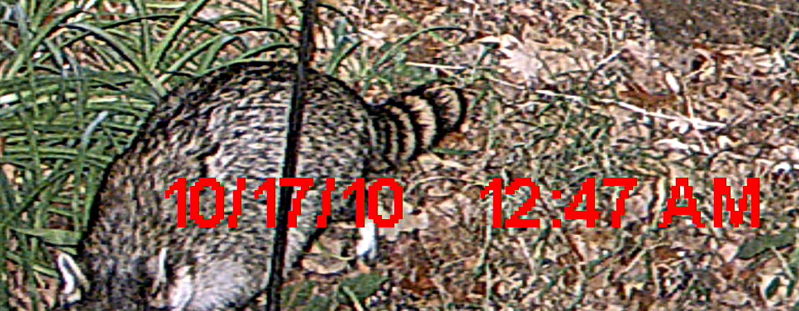 raccoon