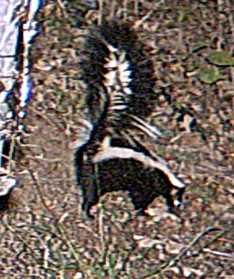 skunk