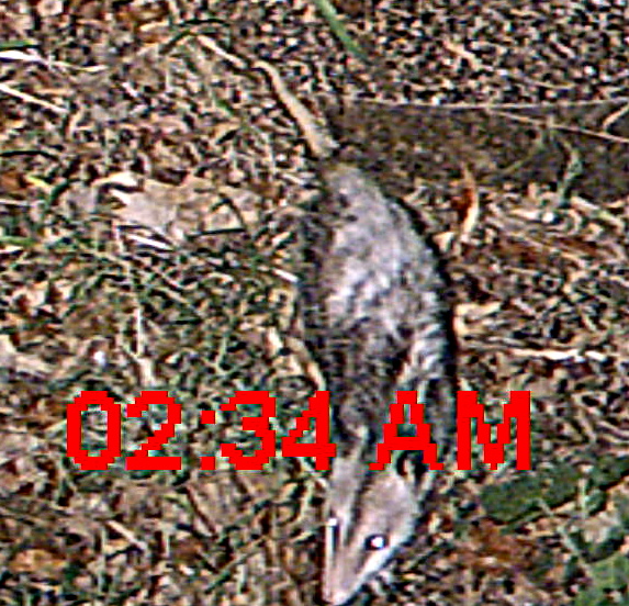 possum