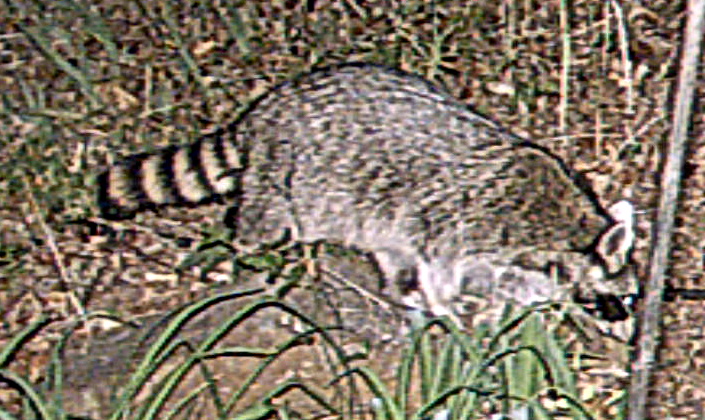 raccoon
