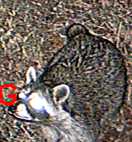 raccoon