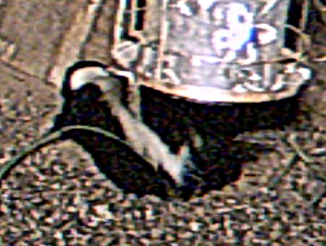 skunk
