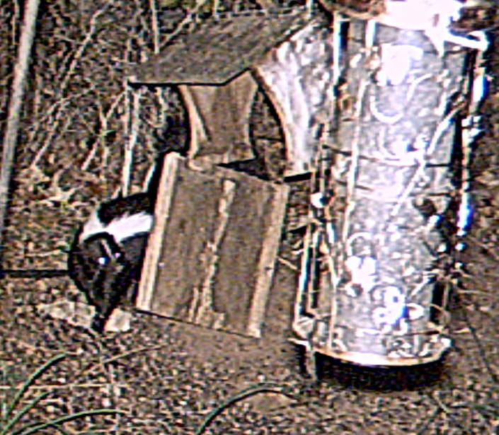 skunk