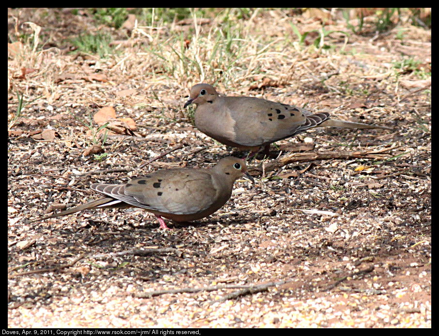 2011apr09_doves_IMG_0767.jpg