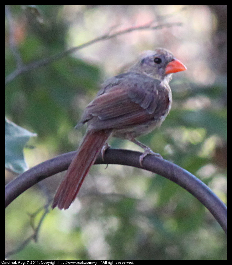 2011aug07_cardinal_IMG_1290.jpg