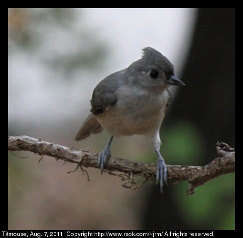 2011aug07_titmouse_IMG_1313.jpg