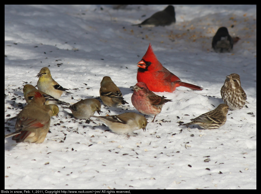 Birds in snow, Feb. 1, 2011