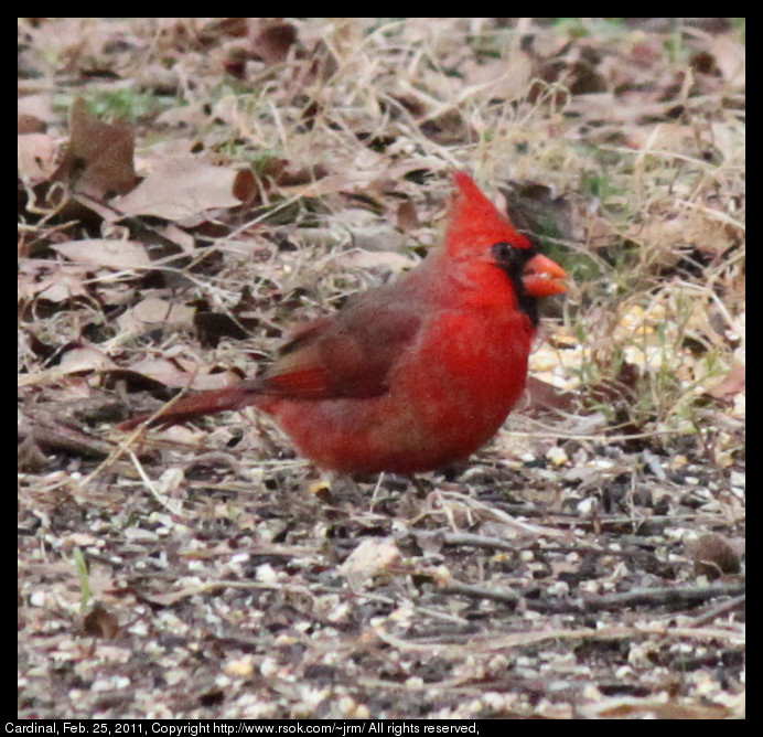 2011feb25_cardinal_IMG_0482.jpg