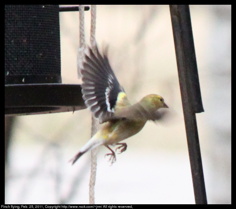 2011feb25_finch_IMG_0487.jpg