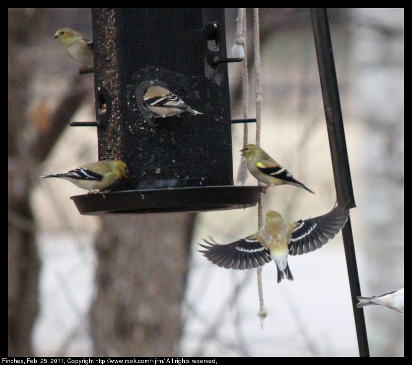 2011feb25_finches_IMG_0511.jpg