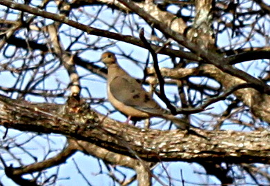 2011jan17_dove_178.jpg