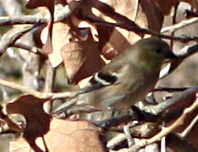 2011jan17_finch_165.jpg