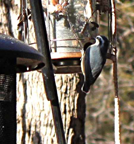 2011jan17_nuthatch_160.jpg