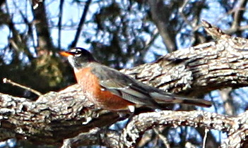 2011jan17_robin_168.jpg