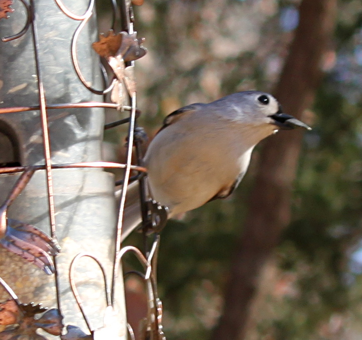 2011jan28_bird_with_seed_img_0271.jpg