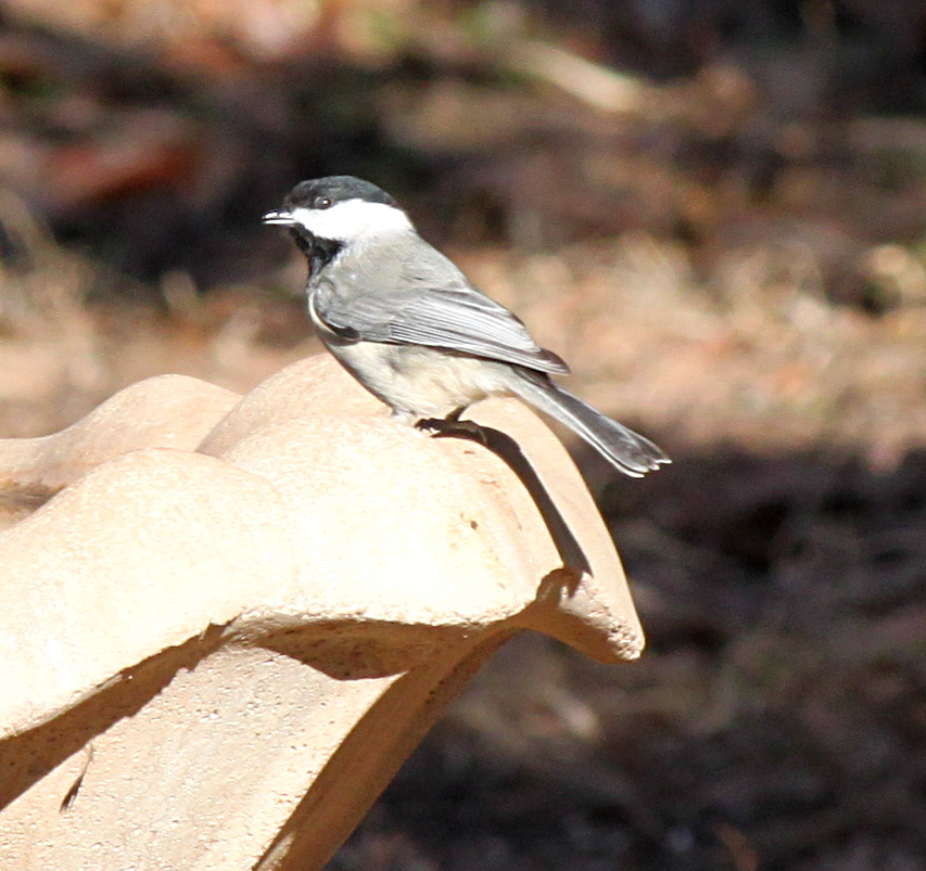 2011jan28_carolina_chickadee_img_0318.jpg