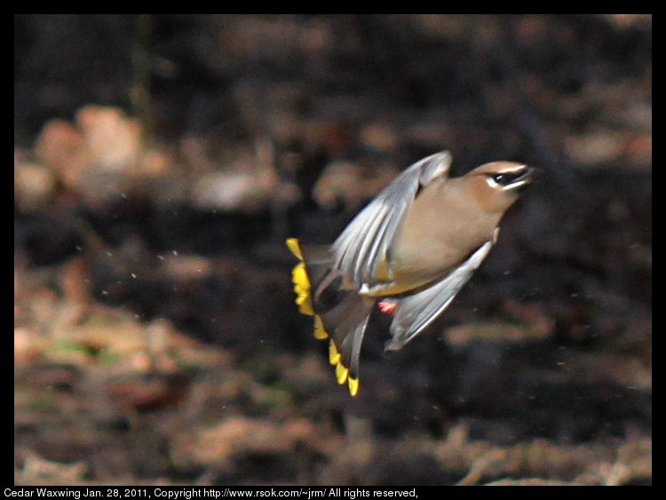 2011jan28_cedar_waxwing_img_0304.jpg