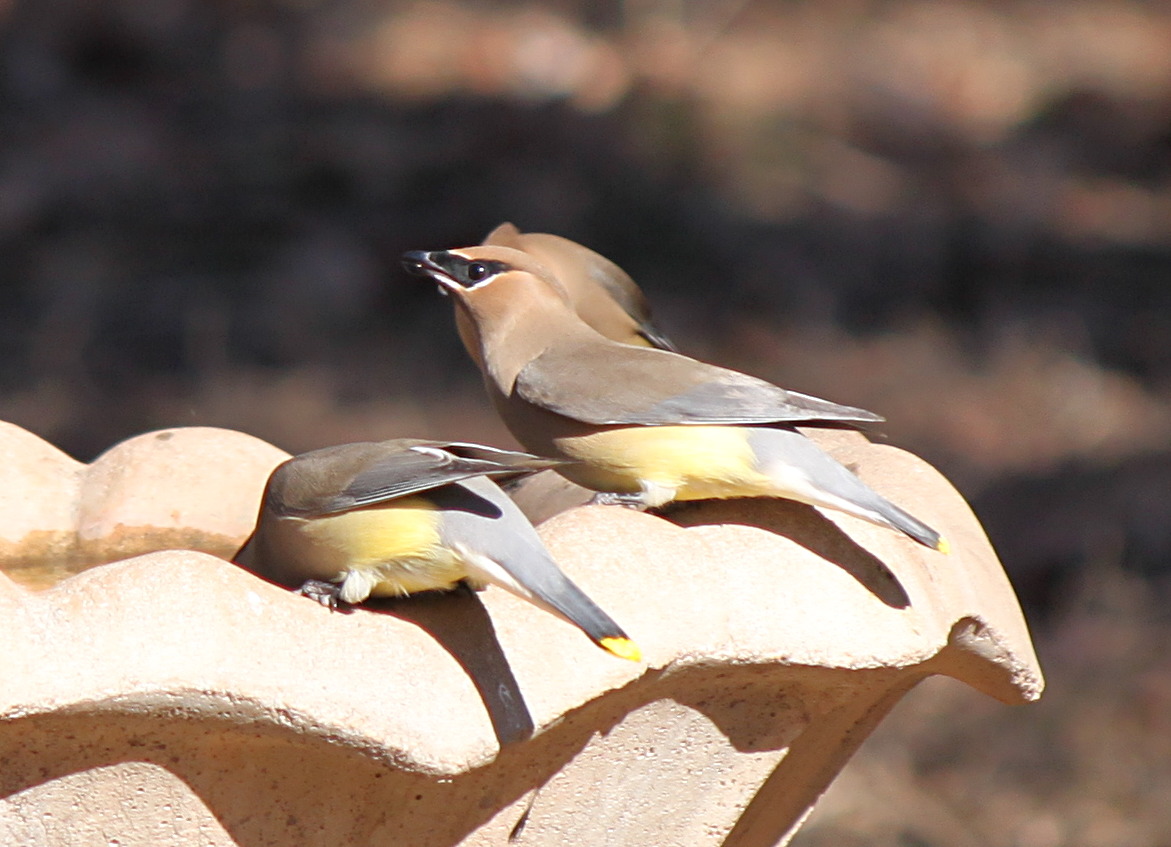 2011jan28_cedar_waxwings_img_0251.jpg