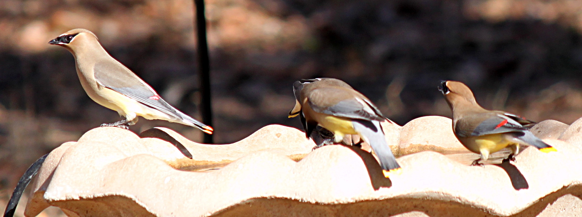 2011jan28_cedar_waxwings_img_0257.jpg