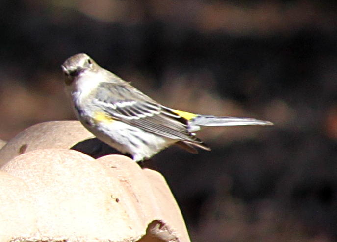 2011jan28_finch_1_img_0254.jpg