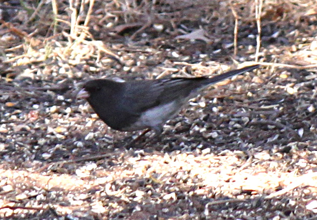 2011jan28_junco_img_0281.jpg