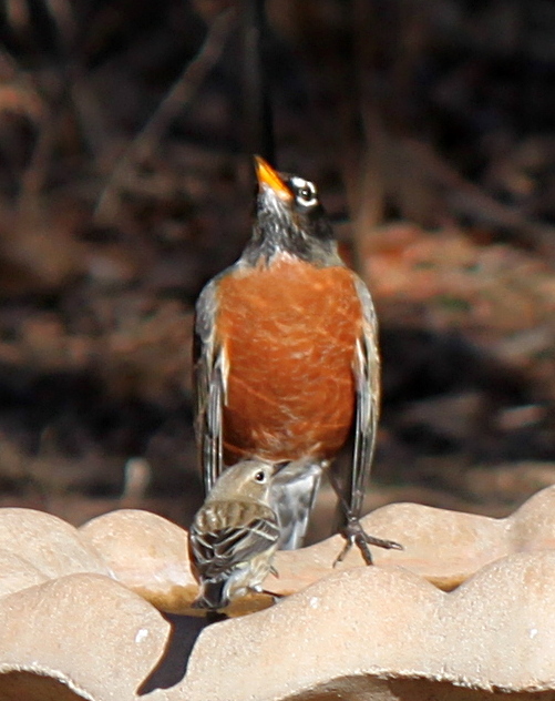 2011jan28_robin+finch_img_0292.jpg