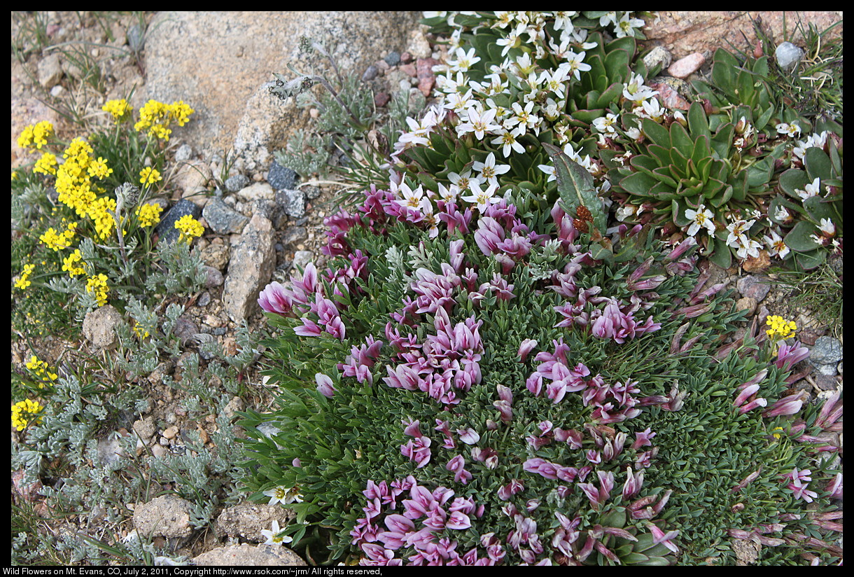 White flowers growing among rocks.