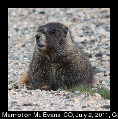 Marmot on Mt. Evans