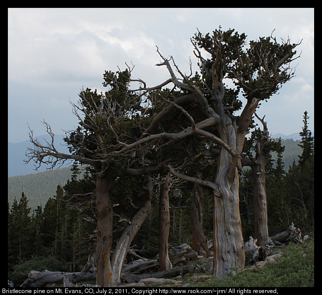 An old pine tree on a mountain side at high altitude twisted by harsh growing conditions.