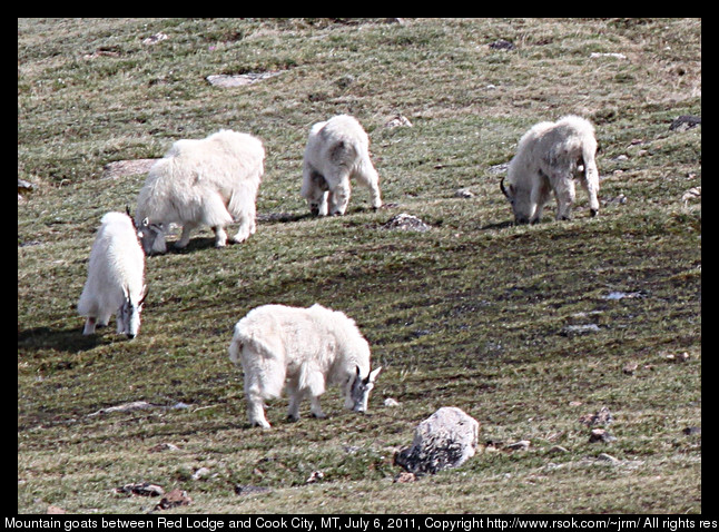 Mountain goats.