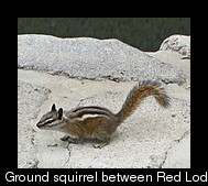 Striped ground squirrel