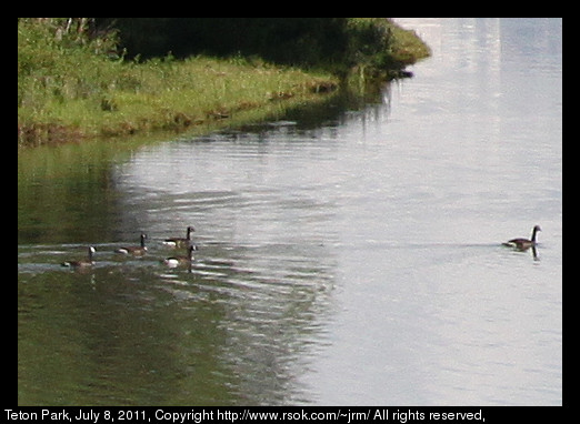 Geese swimming through reflections of grass and trees.