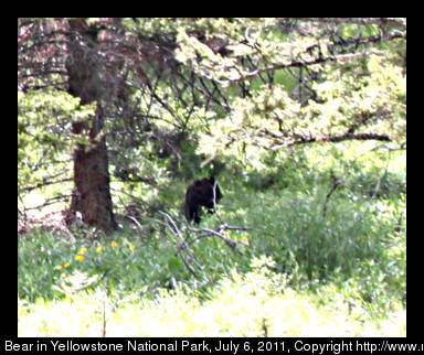 Bear walking through trees on mountainside.