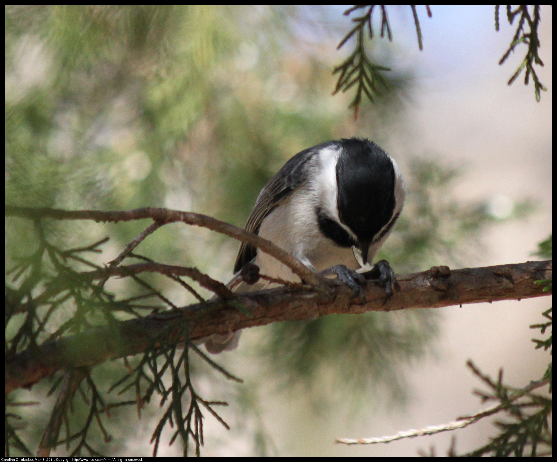 2011mar06_chickadee_IMG_0535.jpg