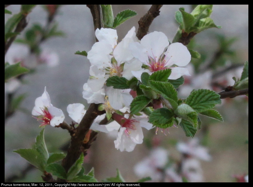 2011mar12_Prunus_tomentosa_IMG_0604.jpg
