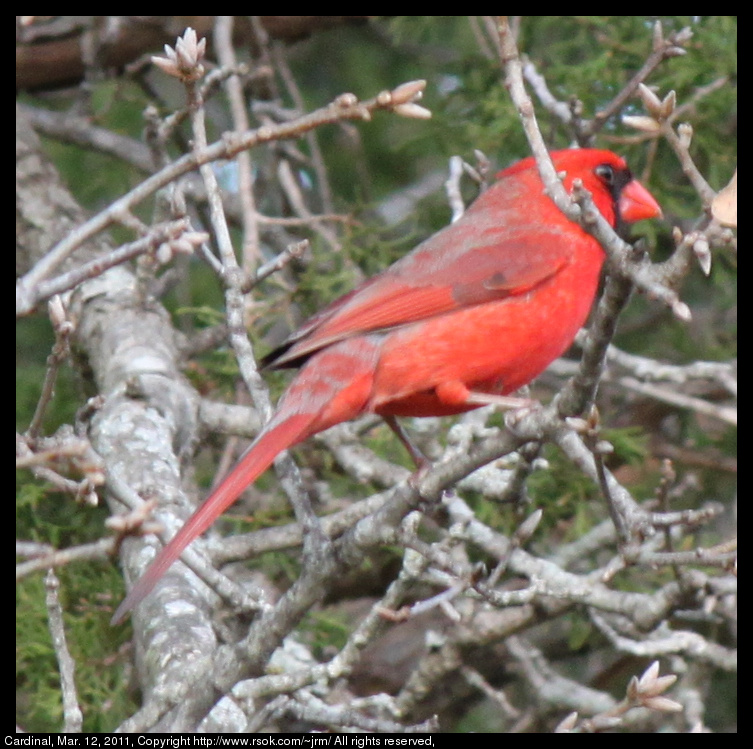 2011mar12_cardinal_IMG_0632.jpg