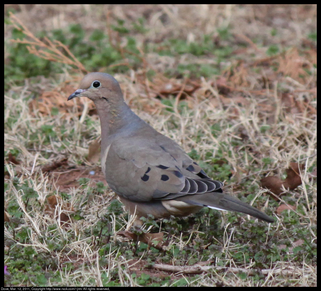 2011mar12_dove_IMG_0626.jpg