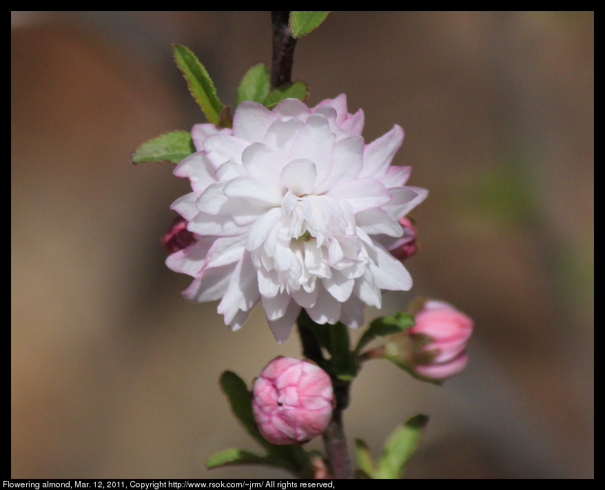 2011mar12_flowering_almond_IMG_0611.jpg