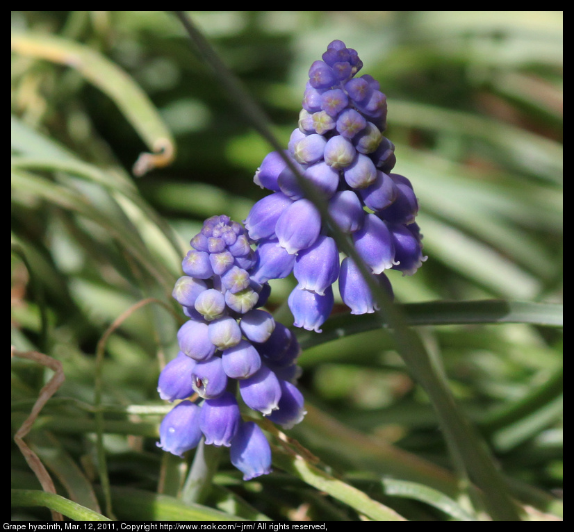 2011mar12_grape_hyacinth_IMG_0600.jpg