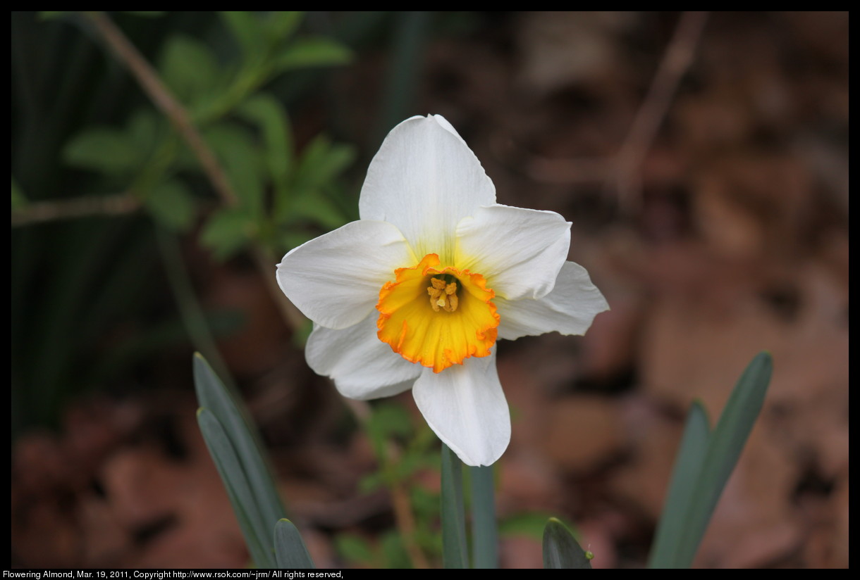 2011mar19_narcissus_IMG_0657.jpg