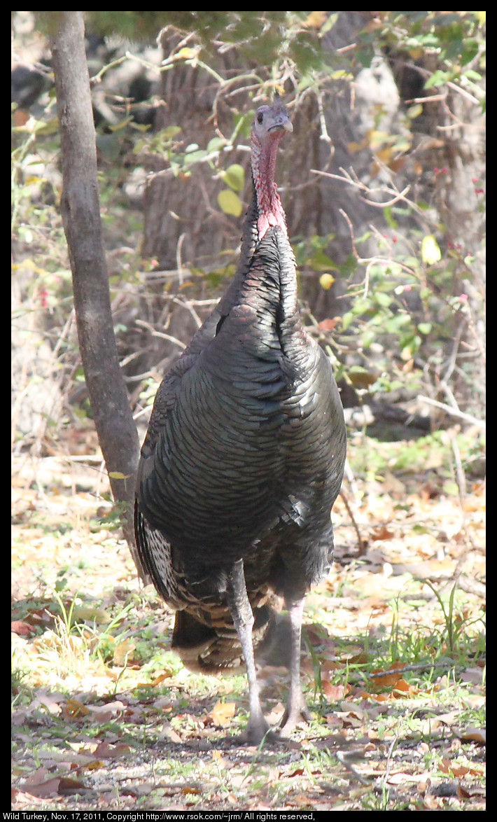 2011nov17_turkey_IMG_1775.jpg