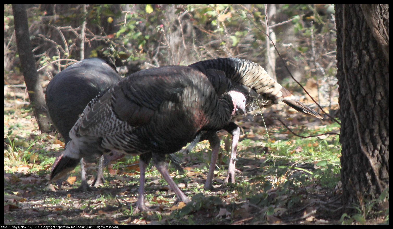 2011nov17_turkeys_IMG_1773_b.jpg