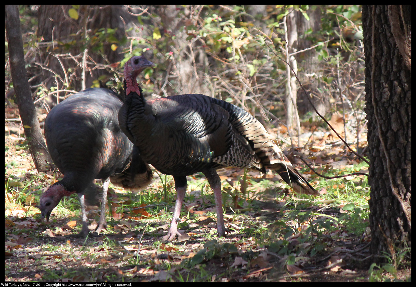 2011nov17_turkeys_IMG_1774_b.jpg