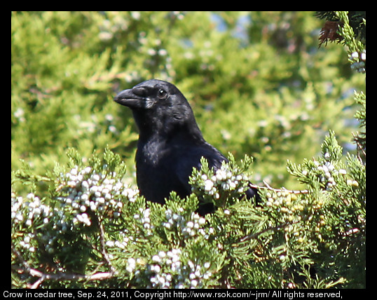 2011sep24_crow_IMG_1661.jpg