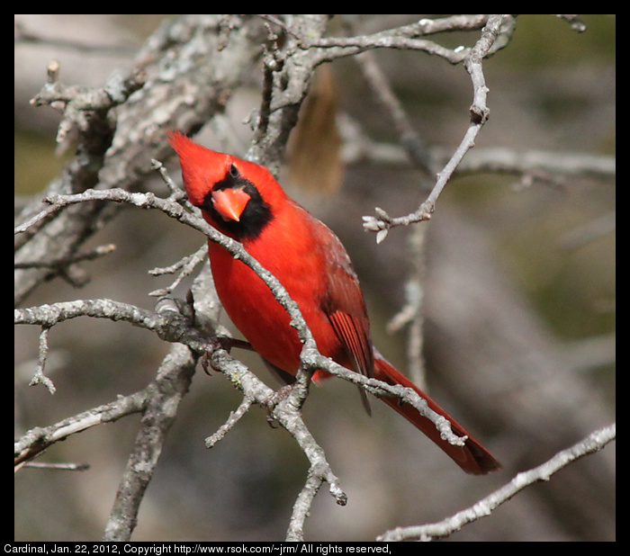 2012jan22_cardinal_IMG_2126.jpg