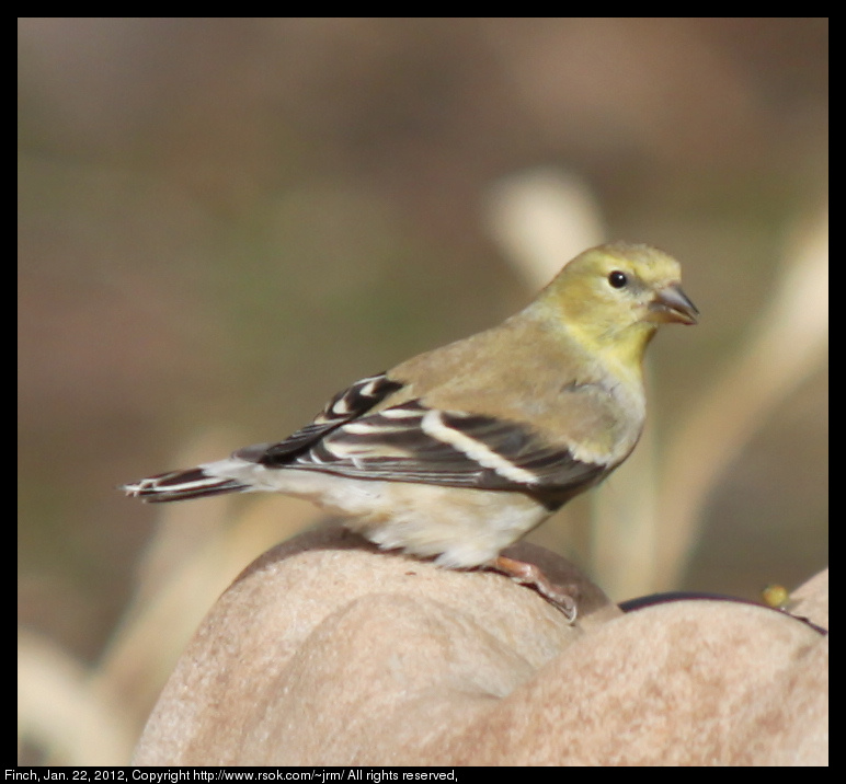 2012jan22_finch_IMG_2121.jpg