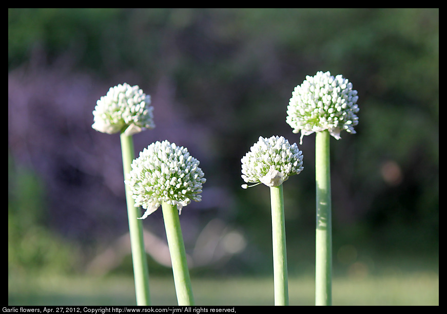 2012apr27_garlic_IMG_3358.jpg