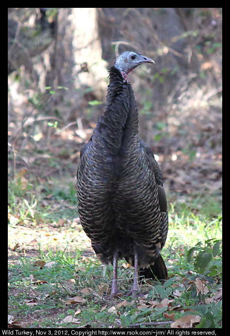 2012nov03_turkey_IMG_3735.jpg