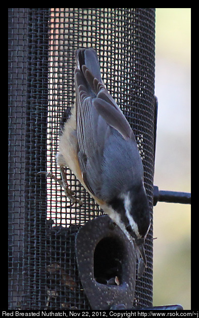 2012nov11_nuthatch_IMG_3748.jpg