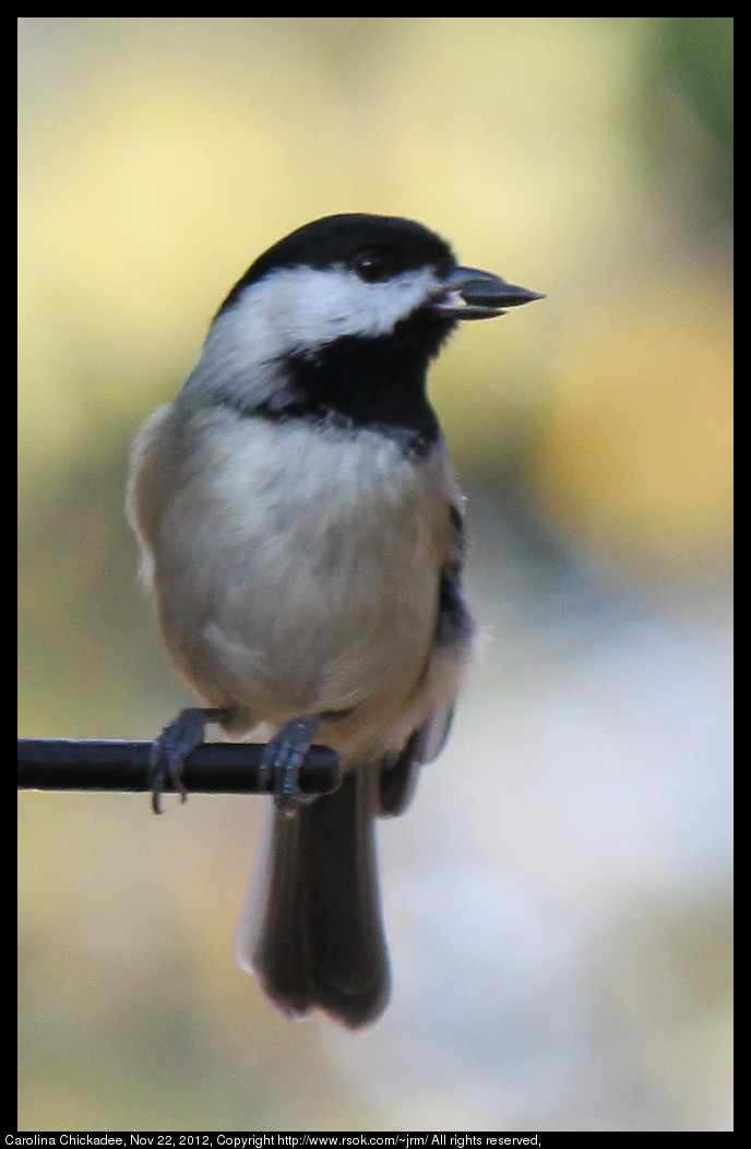 2012nov22_chickadee_IMG_3747.jpg